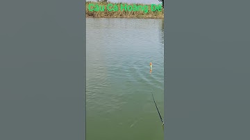 Cận Cảnh Cá Ăn Chìm Phao