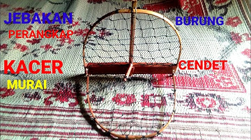 JEBAKAN,PERANGKAP BURUNG MURAI, KACER,CENDET