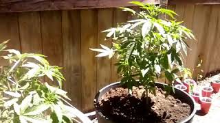 Super Glue Veg. + New Beans Poppin!!😎