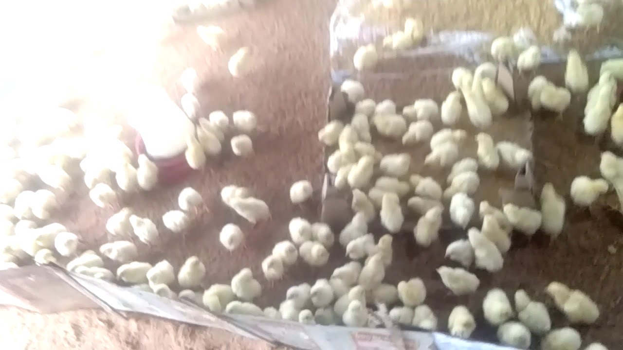 M K poultry farm Janakpur Phul chauk YouTube