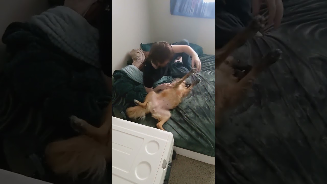 🩷BomBon loves her Belly Rubs, available for adoption in OR and WA 