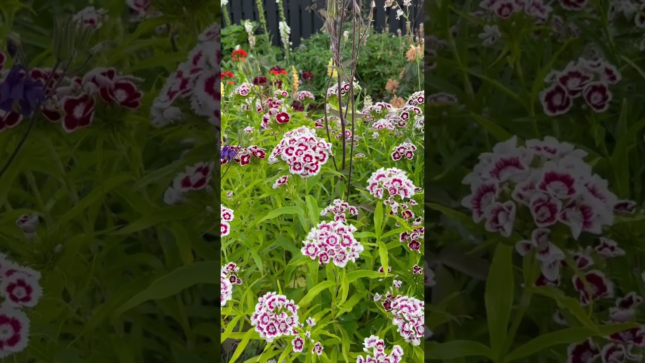 Dianthus (one of our favorites!) 