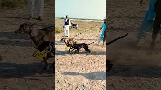 dog Race | Greyhound Coursing Race #dog #trending #puppy #shortvideo