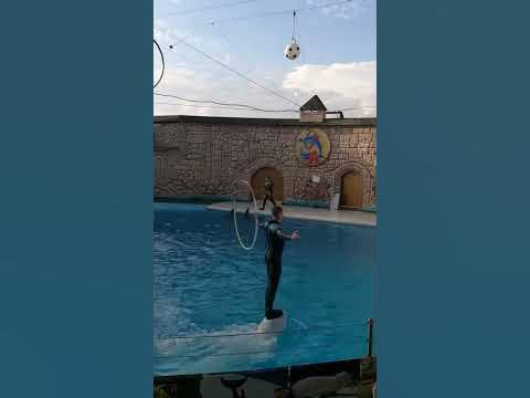 Дельфинарий в Адлере - YouTube