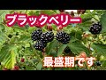ブラックベリーが最盛期です