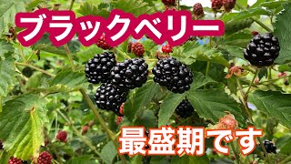 ブラックベリーが最盛期です