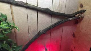 Terárium Krajty Královské