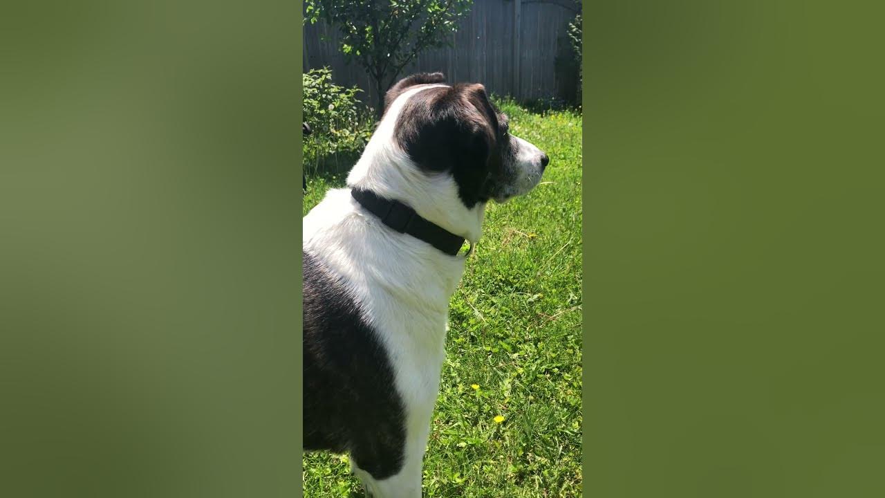 Somethings In The Air Tracking A Scent YouTube somethings-in-the-air-tracking-a-scent-youtube