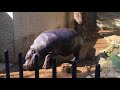 Pygmy Pygmy hippopotamus＠Ueno-zoo Tokyo Japan