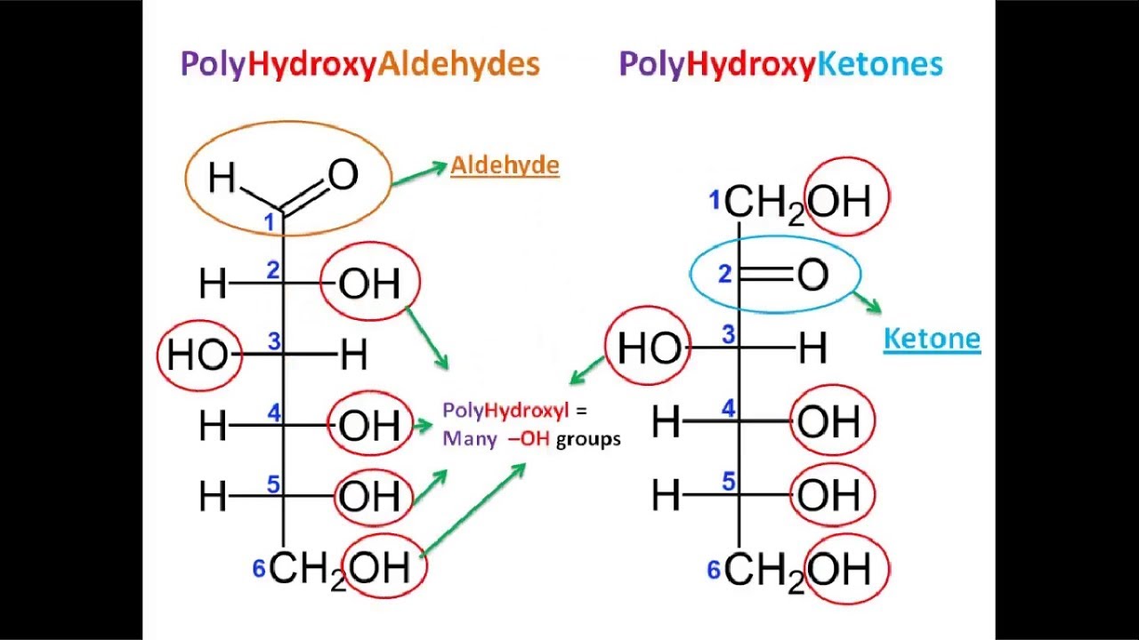 www.chem.uwec.edu - /chem150_f10/pptoverheads/Unit-9-Carbohydrates/Unit-9- Carbohydrates.key/, image size:1280x720