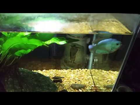 Can Dwarf Gouramis Live Alone