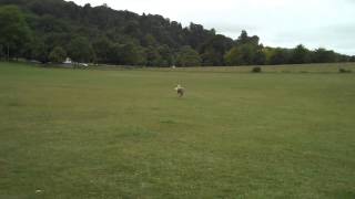 Walking Baseball Part 1