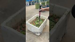 Growing vegetables and composting can go hand in hand.