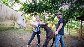 Full Story: Trouper our Special Needs Foal // Telly Award Winning Documentary