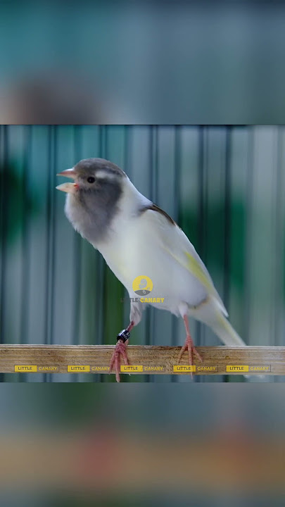 Kenari Gacor Ngerek Gaya Mewah! Buat Pancingan Kenari Lain Pasti Bakal Langsung Ikut Gacor 10