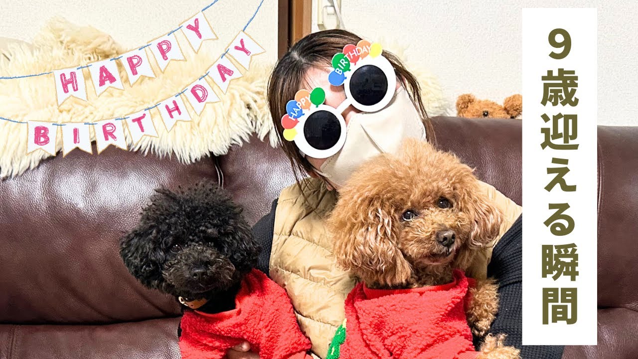 トイプードル❤️ハンドメイド❤️　　　お迎え決まりました。 第601話【誕生日】アリス9歳になる瞬間！！ #トイプードル ＃シニア犬
