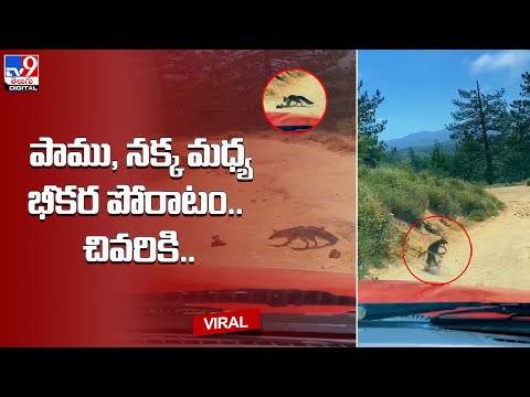 పాము-నక్క మధ్య భీకర పోరు || Snake vs Jackal VIRAL VIDEO @TV9 Telugu Digital