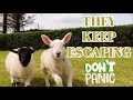 STAYING HOME, INSOMINA &amp; WHAT HAVING PET LAMBS IS LIKE! VLOG