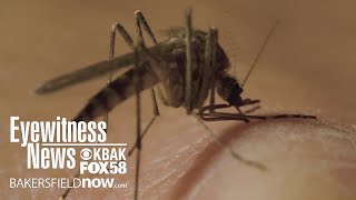 Kern County battles mosquito-borne illness cases with preventive measures