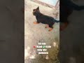 top quality German Shepherd male puppy cheapest price offer Gayatri pet shop pandharpur &amp; pune #gsd