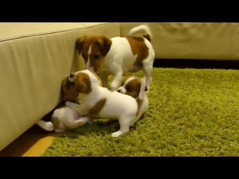 Video: Pagrindiniai šuniukų treniruočių patarimai
