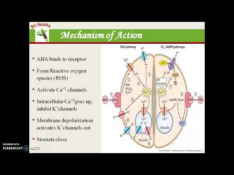 Abscisic Acid (ABA)