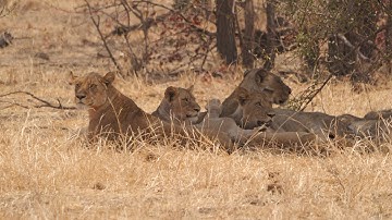 Kruger solo self-drive 2025