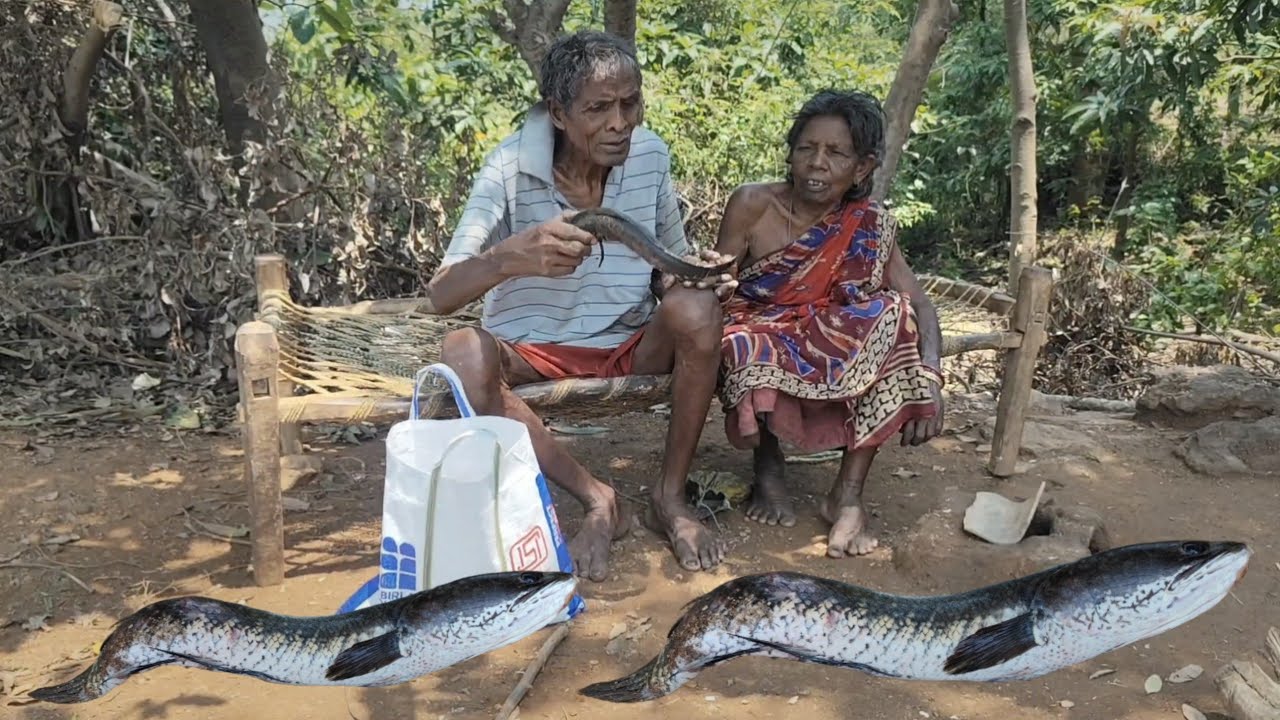 tribe 100 years old grandma cooking SHOL FISH CURRY with BRINJAL and eating || how to cook old man
