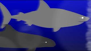 false killer whale vs great white shark