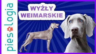 Wszystko o wyżłach weimarskich