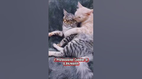 Top 5 funniest😂, but profitable professions🤑, part 2