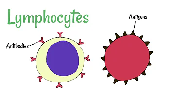 Are macrophages and white blood cells the same?