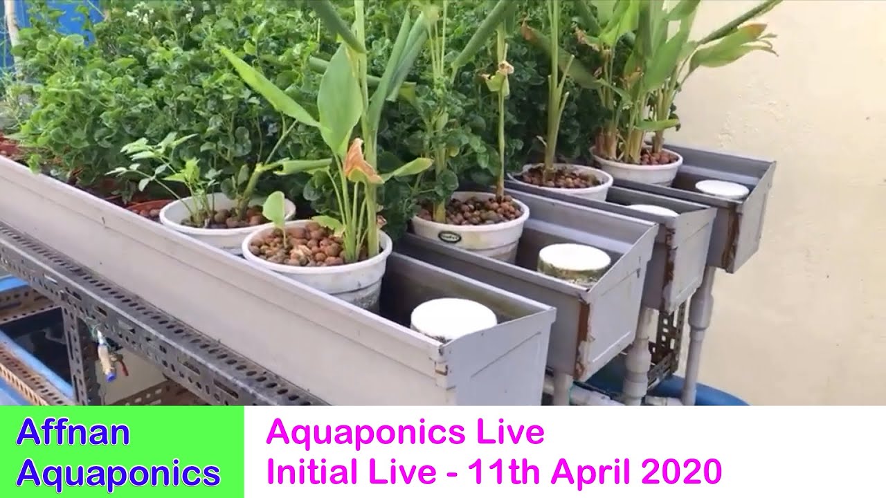 Affnan Aquaponics - Live 11 April 2020 - YouTube