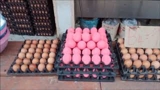 les œufs de Thailande le calibrage des œufs
