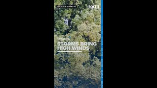 Tree violently shaken in windstorm
