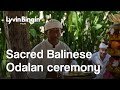 Odalan Ceremony at Lyvin Bingin — A Sacred Beginning