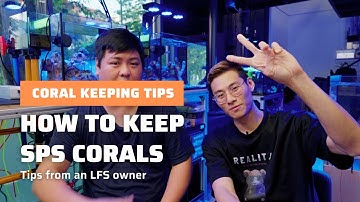 How to Succeed with SPS corals? Ask the LFS BOSS!