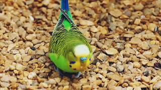 Wild Type Budgerigar #shorts #budgies #parkitjinak