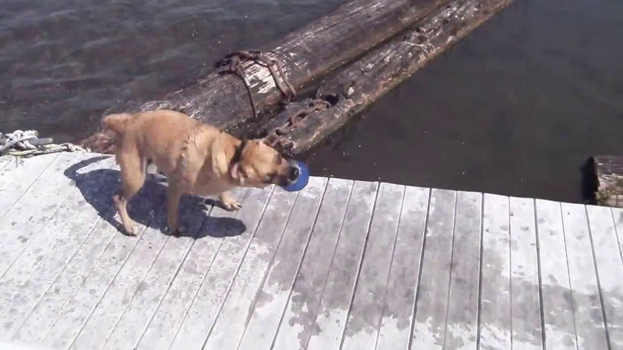 Puggle plays ball by herself