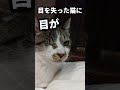 11年前眼病だから捨てたあなたに嫌々育てられなくて この子は今幸せだと思います