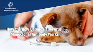 How the new Canine Parvovirus Monoclonal Antibody Works