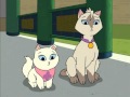 Sagwa The Chinese Siamese Cat Fur Cut