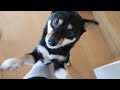 爆睡している柴犬を実家において帰って翌朝迎えに行ったときの反応w