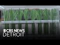 Michigan State program develops World Cup turfgrass