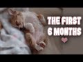 Our Chihuahua Grew Up So Fast! Puppy Growing From 8 Weeks to 6 Months Old *SO CUTE!*