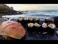 Catch and Sushi Series Ep. 4: Dungeness crab!