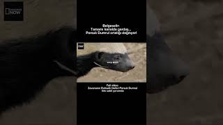 Zavananın Ruhsatlı Delisi Porsuk Dumrul Tamamı Kda Gardaş