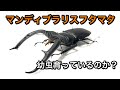 成虫になると超絶カッコいい幼虫をお引越しします