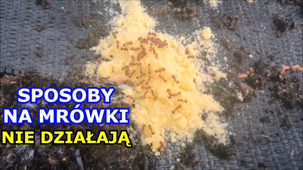 Sposoby na Mrówki NIE DZIAŁAJĄ - Mąka kukurydziana, Proszek do pieczenia, Sól - Jak zwalczyć Mrówki.