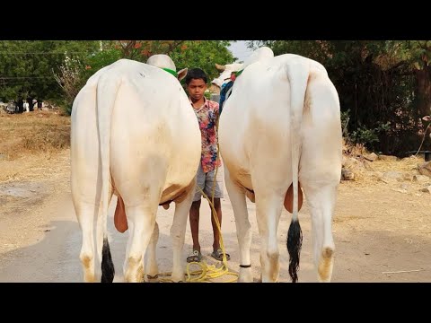 ఒంగోలు జాతి పాల పళ్ళ కోడెలు అమ్మబడును-milk teeth bulls for sale-ox for sale-cattle for sale-oxen